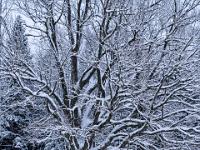 Mächtige Eiche am Waldrand beim Moorbad im Winterkleid - Aschau